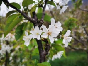 樱桃花,樱桃花图片