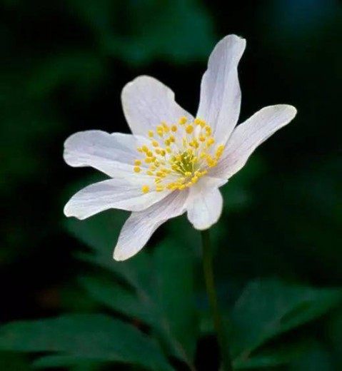 银莲花,银莲花图片