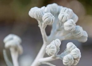 银叶菊,银叶菊图片