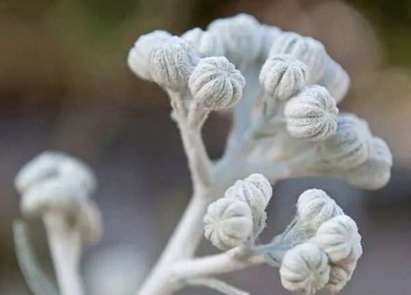 银叶菊,银叶菊图片