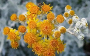 银叶菊,银叶菊图片