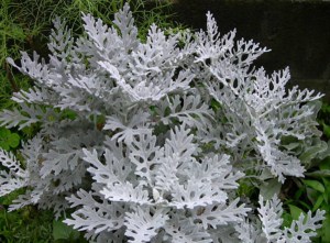 银叶菊,银叶菊图片