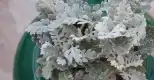 银叶菊图片