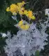 银叶菊图片