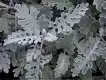银叶菊图片