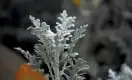 银叶菊图片