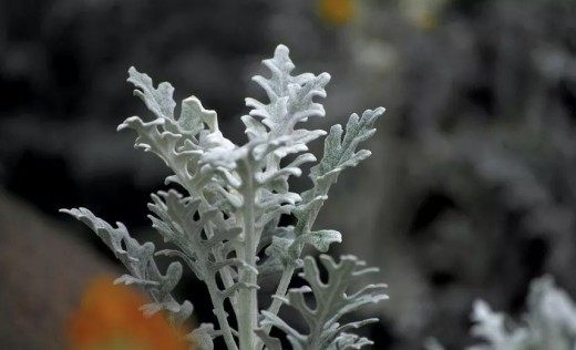 银叶菊,银叶菊图片