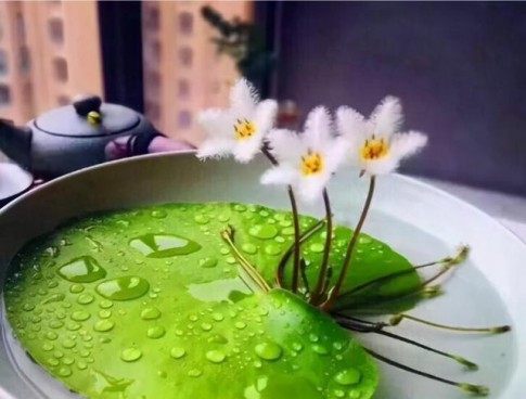 一叶莲,一叶莲图片