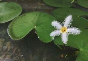 一叶莲,一叶莲图片