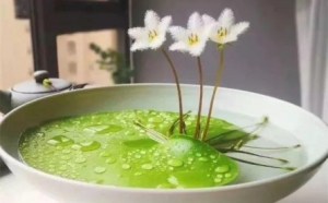 一叶莲,一叶莲图片