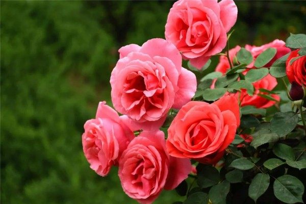 月季花,月季花图片