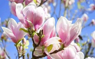 玉兰,玉兰图片