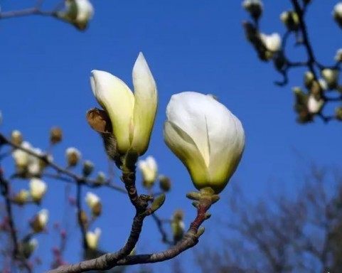 玉兰花,玉兰花图片