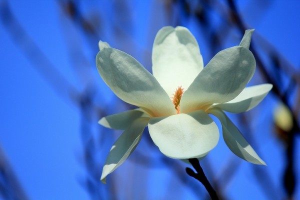 玉兰花,玉兰花图片