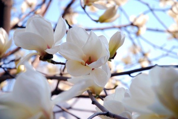玉兰花,玉兰花图片