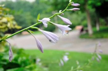 玉簪花卉图片