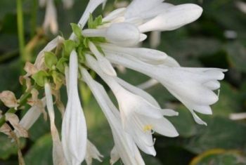 玉簪花卉图片