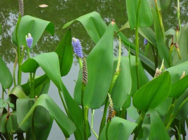 再力花,再力花图片