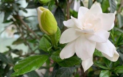 栀子花,栀子花图片