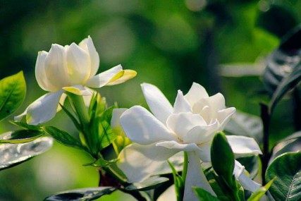 栀子花,栀子花图片