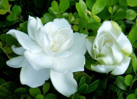 栀子花,栀子花图片