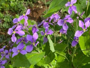 诸葛菜,诸葛菜图片