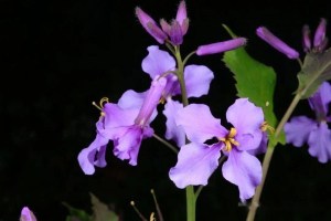 诸葛菜,诸葛菜图片