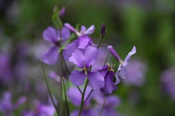 诸葛菜,诸葛菜图片