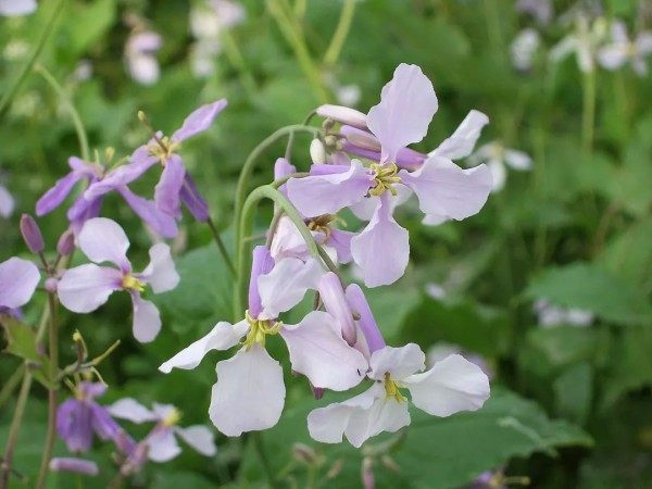 诸葛菜,诸葛菜图片