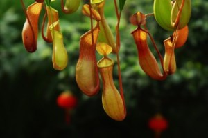 猪笼草,猪笼草图片