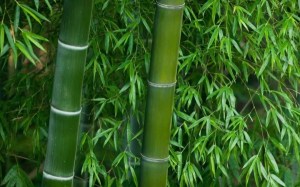 竹子,竹子图片