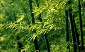 竹子,竹子图片
