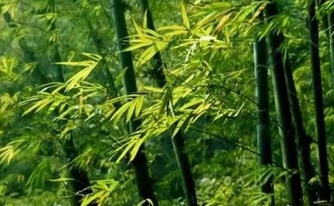 竹子,竹子图片