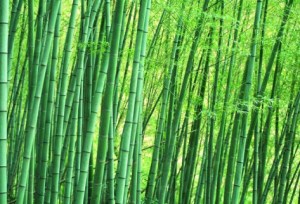 竹子,竹子图片