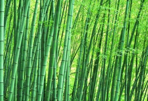 竹子,竹子图片
