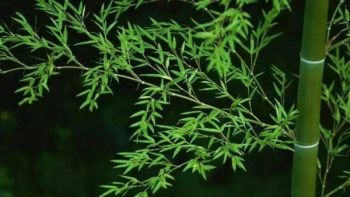 竹子花卉图片