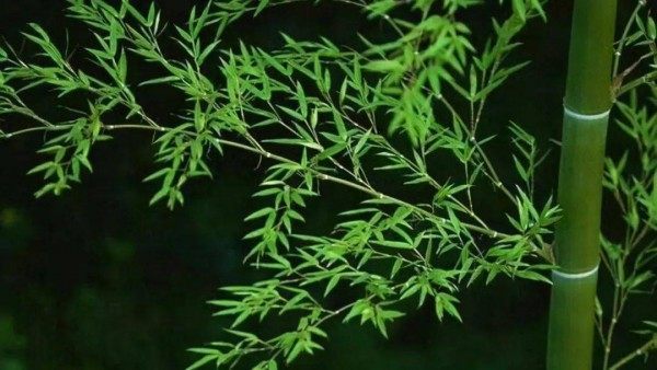 竹子,竹子图片