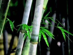 竹子,竹子图片