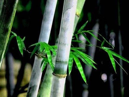 竹子,竹子图片