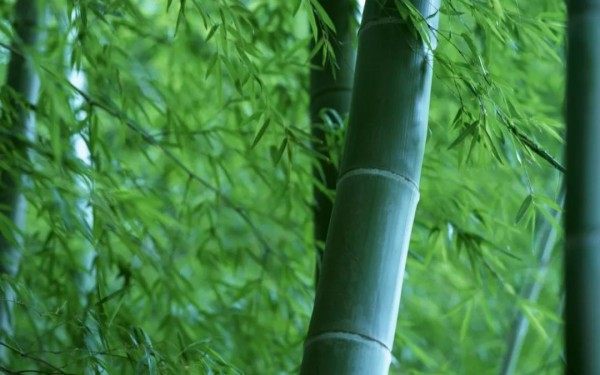 竹子,竹子图片