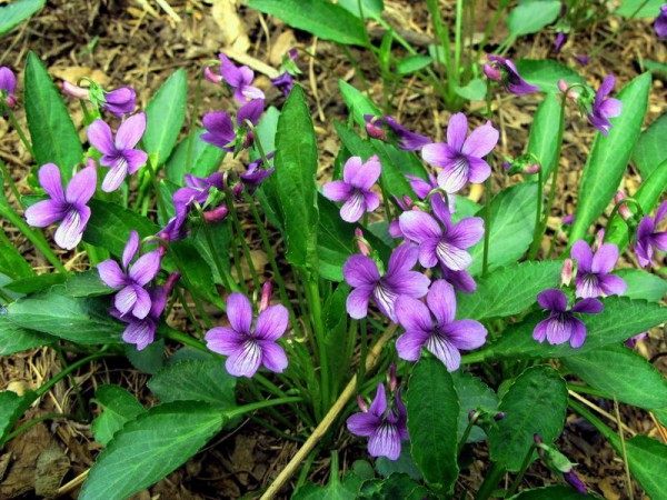 紫花地丁,紫花地丁图片