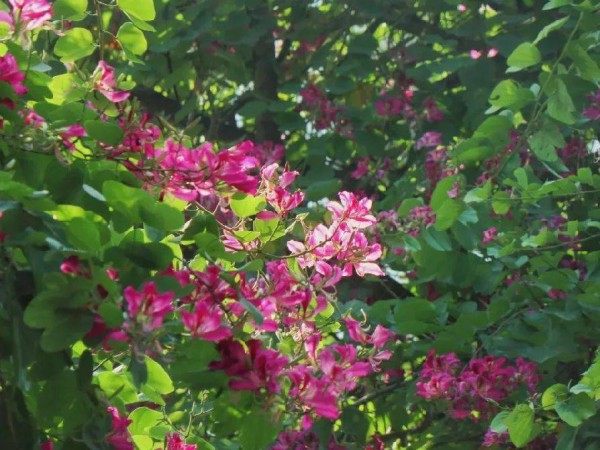 紫荆花,紫荆花图片