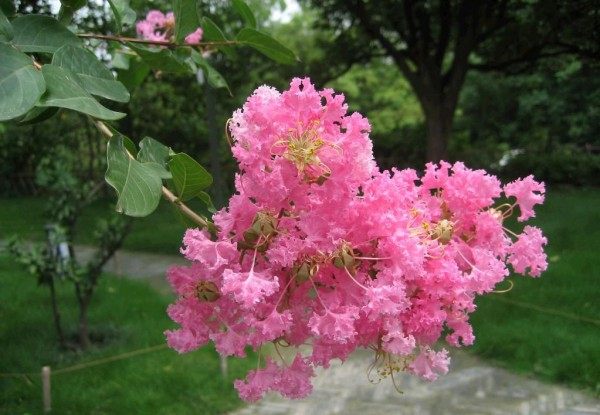 紫薇花,紫薇花图片
