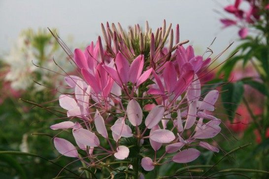 醉蝶花,醉蝶花图片
