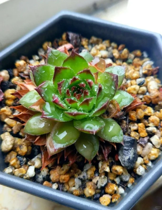 佛座莲是多肉植物，花美且养护有讲究，具多种繁殖方式。