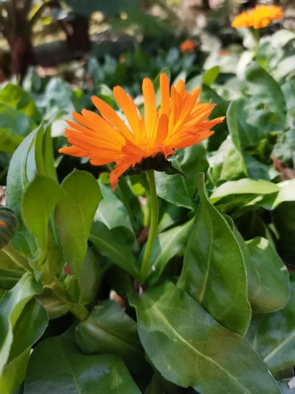 金盏菊是常见菊科一年生草本植物，花瓣似盏。