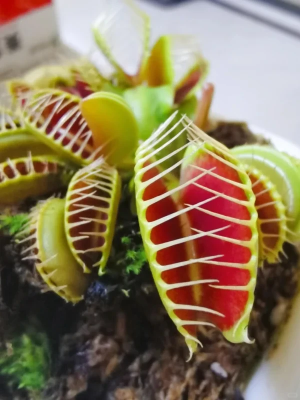 食蝇草图片