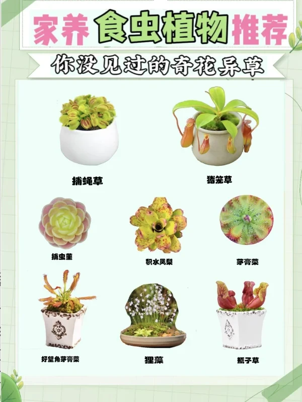 家养食虫草笔记
