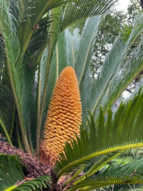 铁树开花，花型独特，别具一番景致。