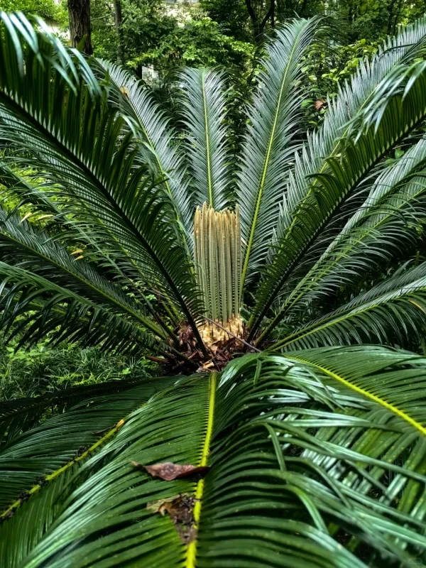 苏铁是历史悠久且受保护的裸子植物。
